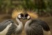grey-crowned-cranes-540657_640