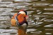 mandarin-ducks-8525827_640
