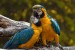 parrots-3427188_640