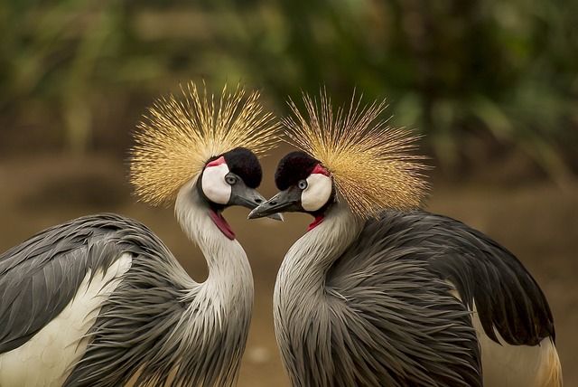 grey-crowned-cranes-540657_640