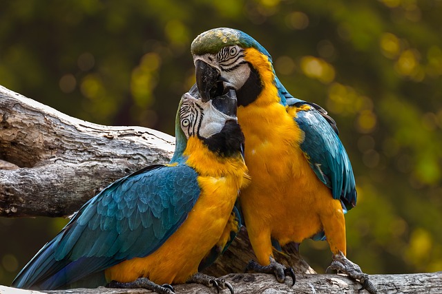 parrots-3427188_640