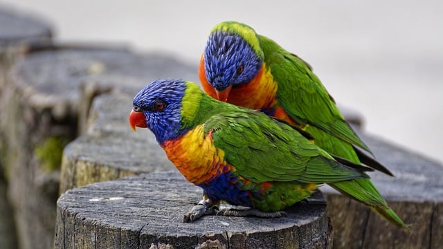 rainbow-lorikeets-8579537_640