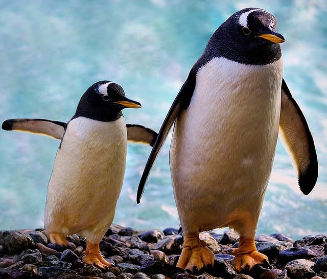 gentoo-penguins-7527363_640