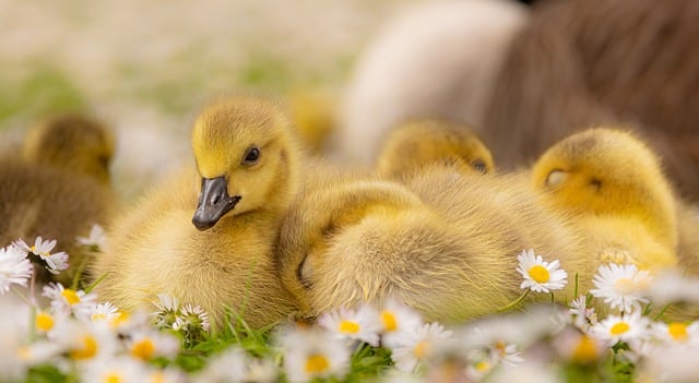 goslings-7959052_640