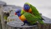 rainbow-lorikeets-8579537_640